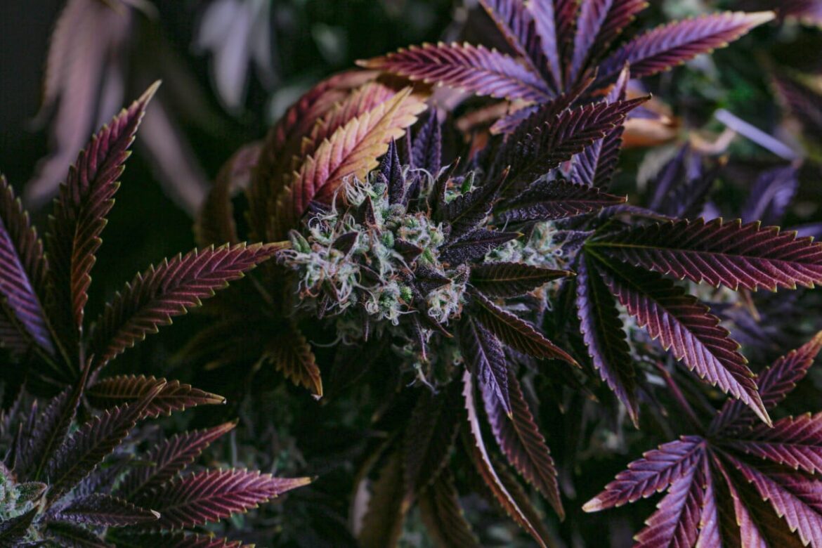 purple-weed:-“is-it-better-than-green”-and-other-common-questions-answered-about-purple-cannabis