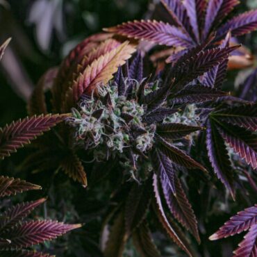 purple-weed:-“is-it-better-than-green”-and-other-common-questions-answered-about-purple-cannabis