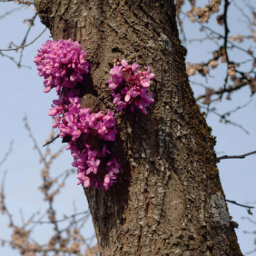 meeting-with-a-judas-tree